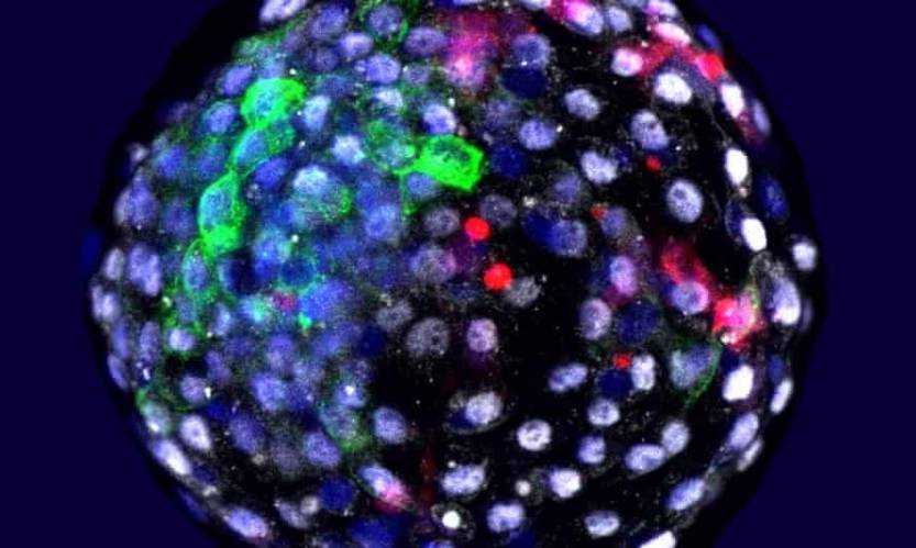 Scientists grow human cells in monkey embryos 