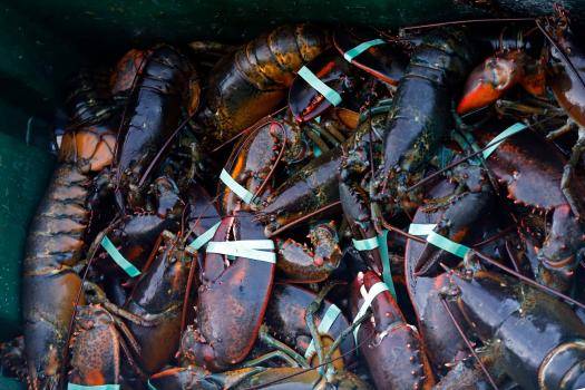 Six fishermen arrested and charged with possession of lobster during closed seasons