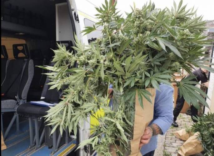Jamaica: Police release four men after raiding a cannabis house in Plymouth