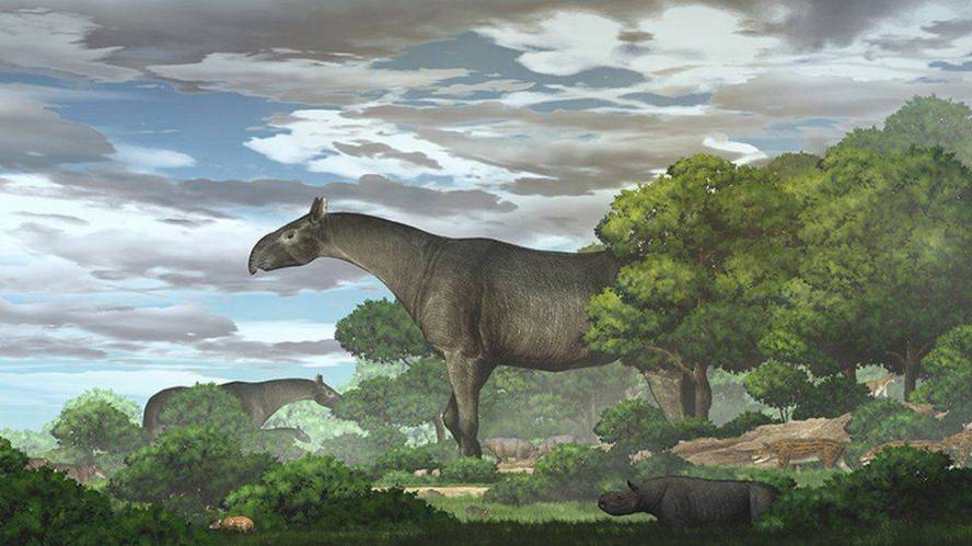 New fossils of giant rhinos, the largest land mammals ever, are found in China