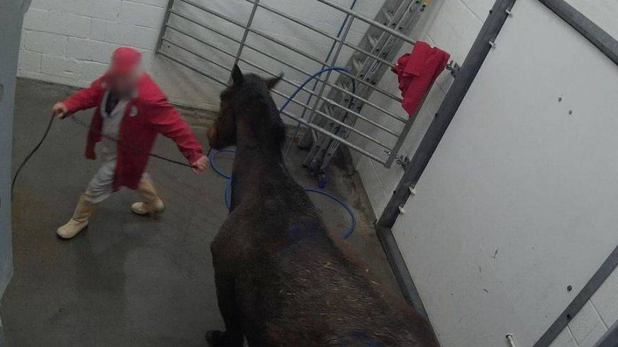 ‘Cruel’ deaths of ex-racehorses killed in slaughterhouses