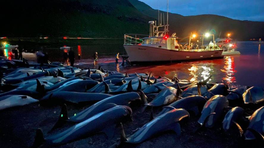 In the Faroe Islands 1,400 dolphins were killed in one day, sadly even some pro-whalers