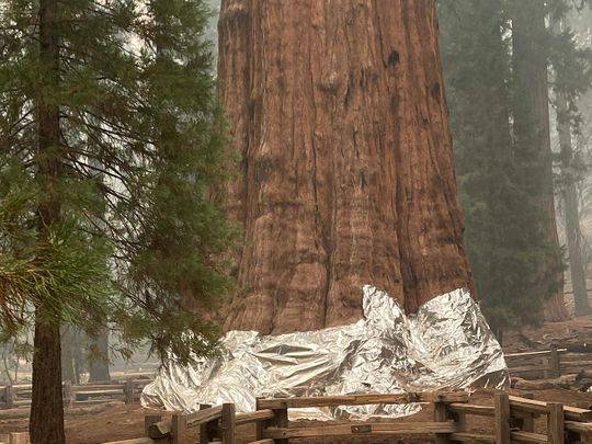 World’s largest tree wrapped with flame-resistant blankets as wildfires advance
