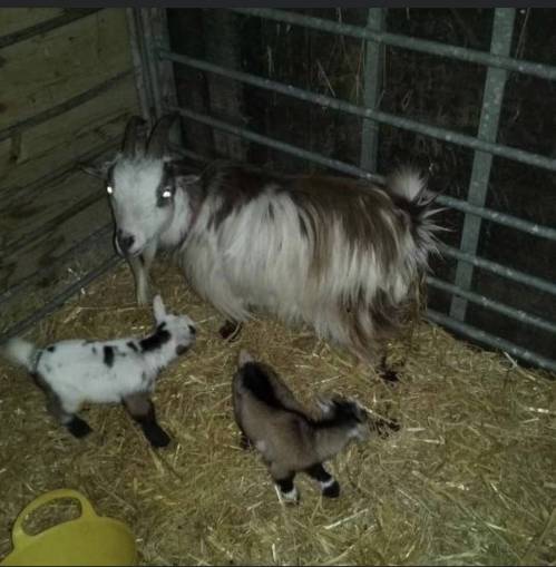 Nanny goat saves kids from thieves in Jamaica