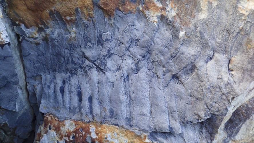 Millipede fossil: Largest-ever found on Northumberland beach