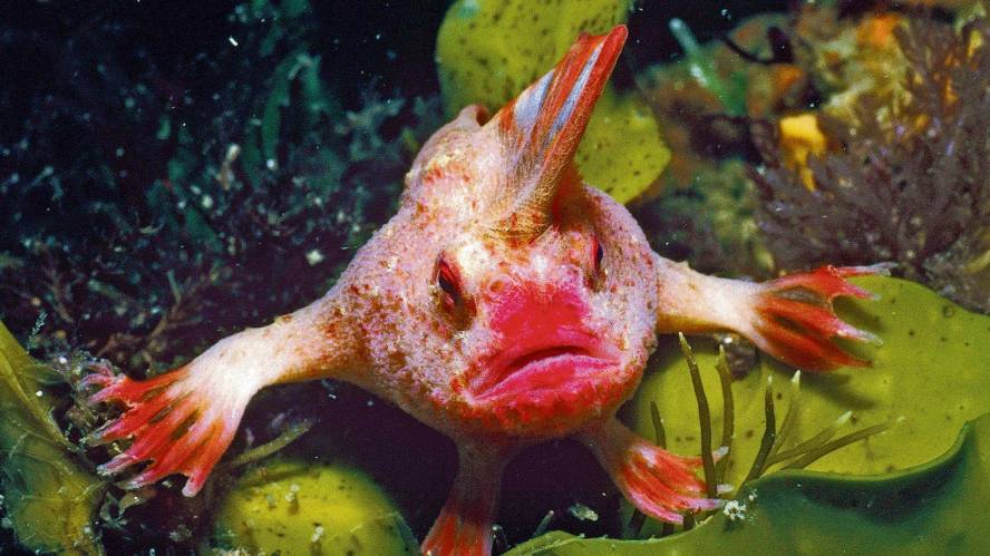 pink Rare handfish spotted in Australia for first time in decades