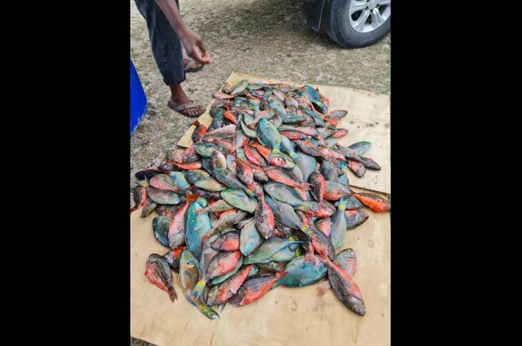 Four unlicensed fishers fined in Barbuda for catching over 300 Parrotfish