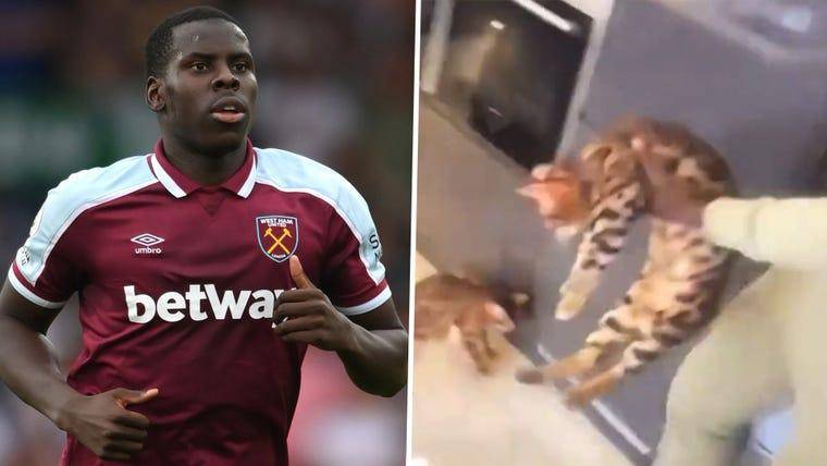 Kurt Zouma's two pet cats RSPCA removes after videos of him kicking one of them appeared