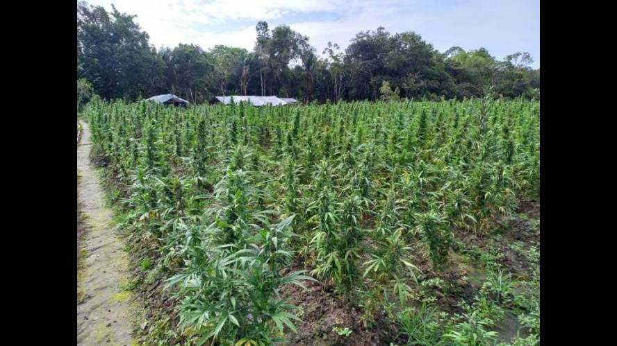 Guyana Police Force destroy the Berbice River marijuana farm