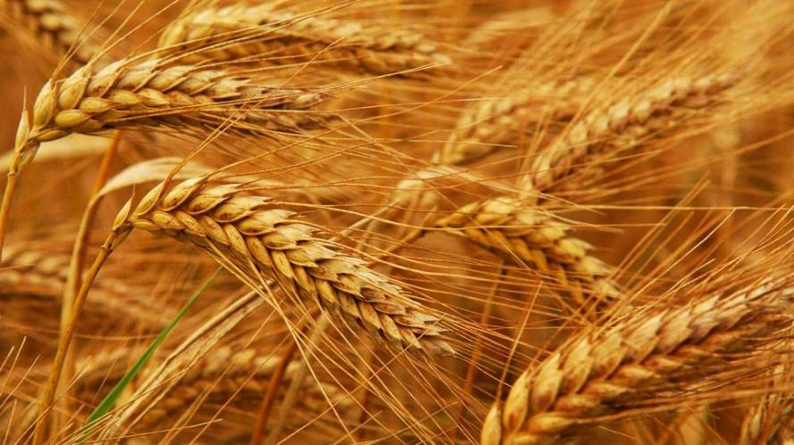 Guyana exploring local cultivation of wheat