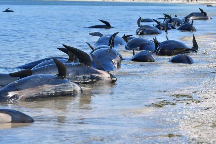 More than a Dozen of pilot whales die at notorious New Zealand beach