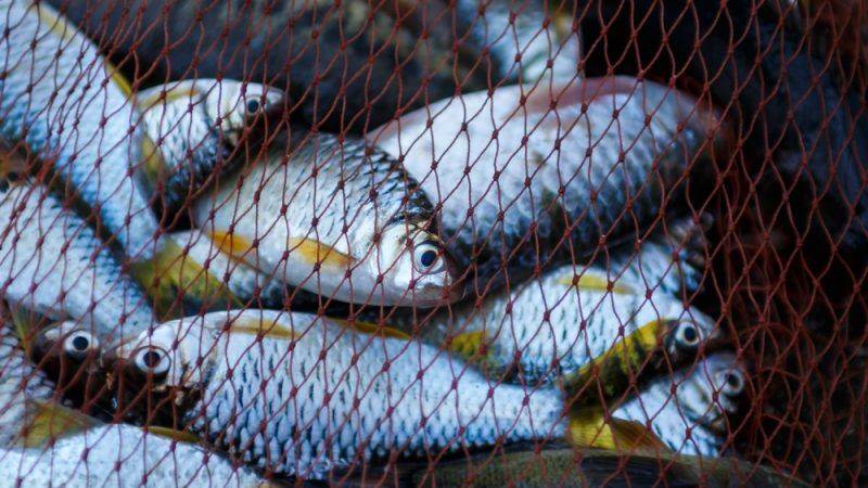 Caribbean countries discuss strategies to deal with illegal, unreported, unregulated fishing