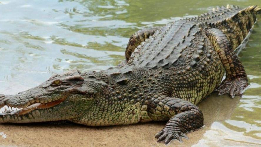 Belize: Man attacked by crocodile