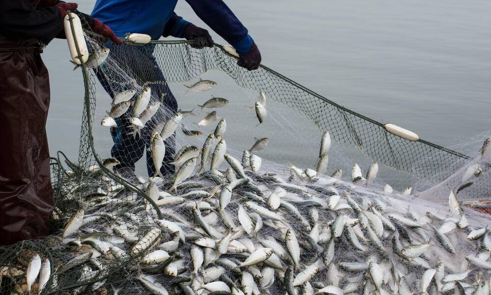 Jamaica: Two Fishermen fined $4 for illegal fishing