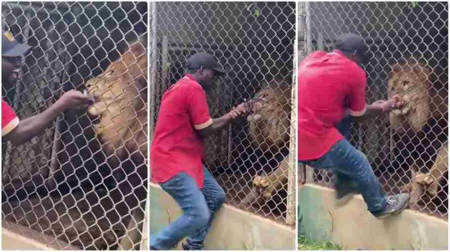 Lion bites off man’s finger at Jamaica Zoo