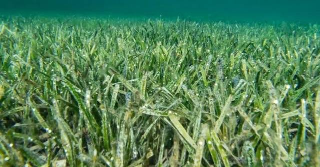 The world's most giant plant, seagrass discovered off the Australian coast