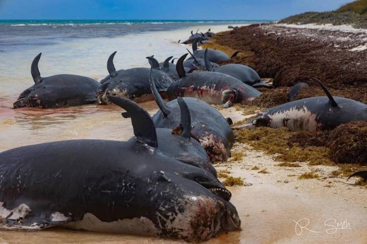 British Virgin Islands reports more than 50 stranded whales