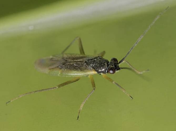 Guyana Rice Development Board undertaking study of paddy bugs