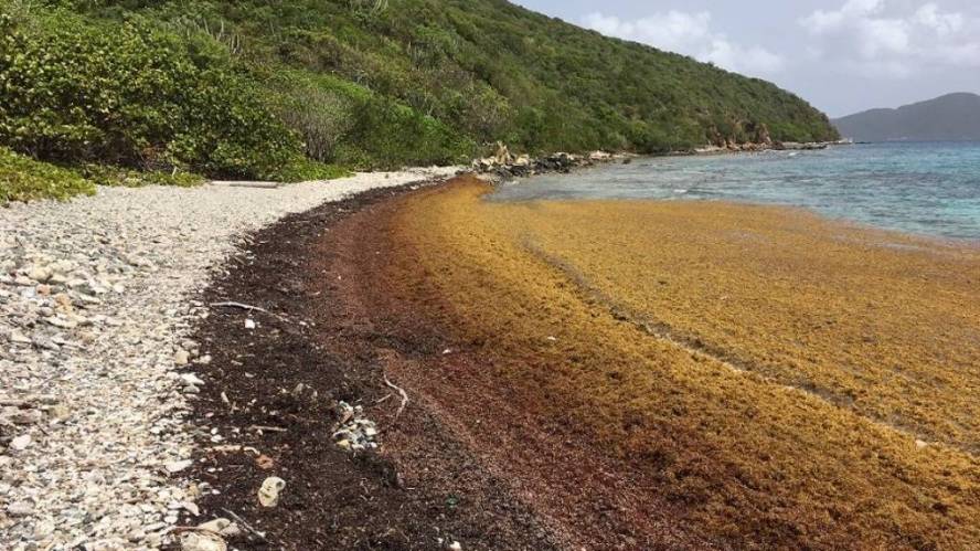 USVI declares SoE on St Croix due to influx of sargassum seaweed