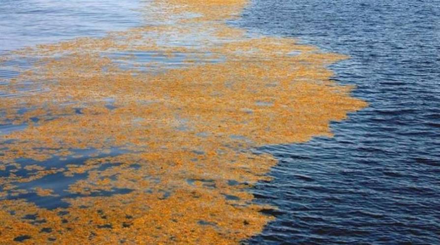 St Vincent: Sargassum seaweed damaging fishing boat engines