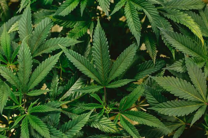 Bermuda: Marijuana trees discovered at house in Hamilton Parish