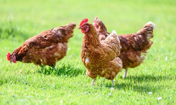 Bird flu detected at poultry farm in northwest Belize