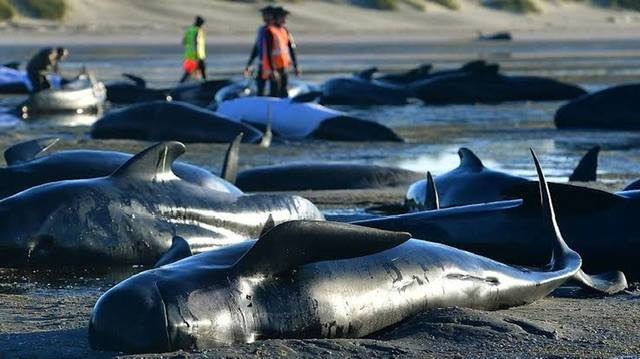 More than a Sperm whales die in a mass stranding on an Australian beach
