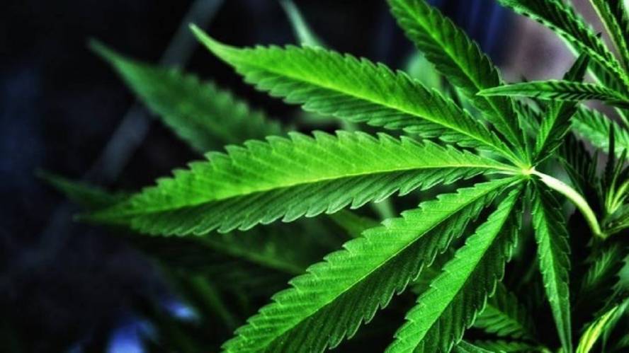St Kitts and Nevis looks to establish medicinal cannabis industry