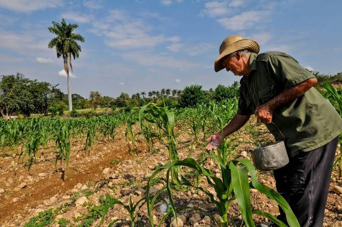 Hurricane Ian destroys 8,583 hectares of crops in western Cuba