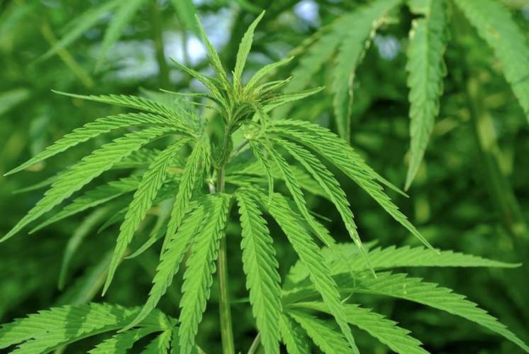 Dominica paving way for cannabis industry
