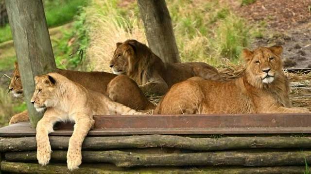 Five lions escape in Australia exhibit at Sydney zoo