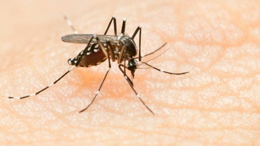 Montserrat investigates possible dengue virus outbreak