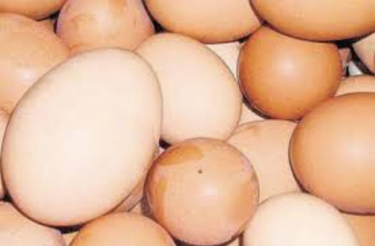 Guyana to invest in broiler breeder facility to reduce importing eggs