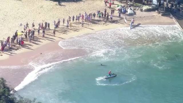 Sydney closes famous beaches because of a Shark attack on a dolphin