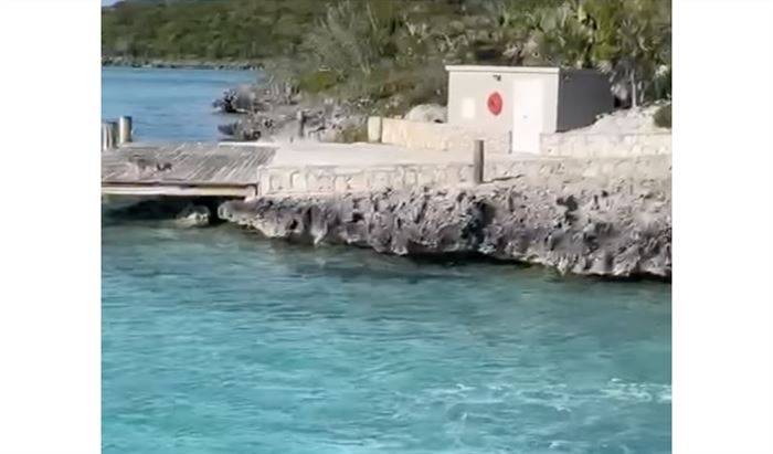 Dog vs shark standoff thrills tourists on Bahamas boat tour
