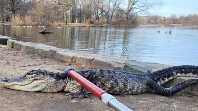 Alligator captured in New York Brooklyn's Prospect Park