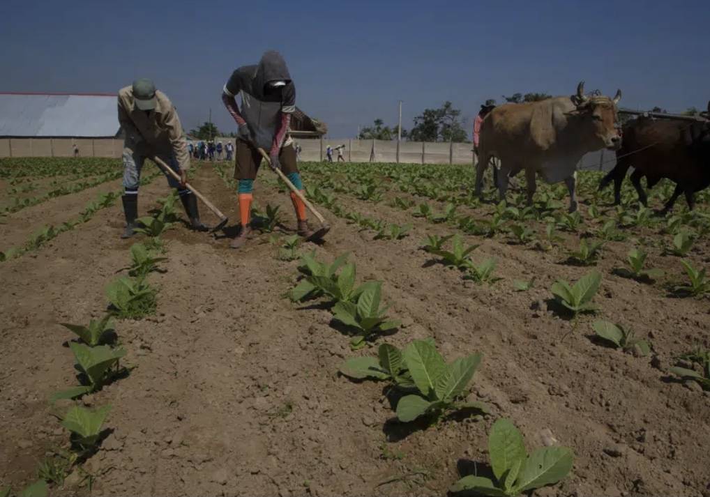 Cuba tobacco farmers recuperate after ruinous Hurricane Ian