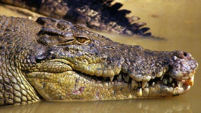 Australian Missing Fisherman’s body found in Crocodile