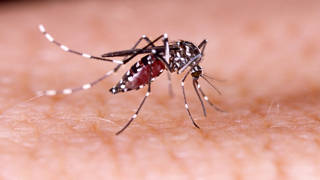 Grenada records steady increase in dengue fever cases