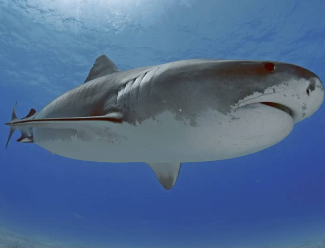 A 73-year-old diver lost her leg after a shark attacked her while on vacation