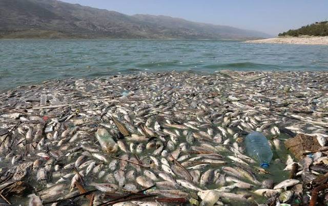 Tonnes of dead fish washed up on Thai beach
