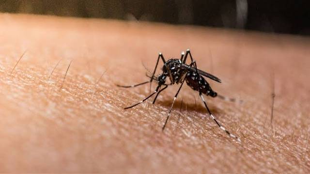 The US government issues a health alert over malaria cases in Florida and Texas
