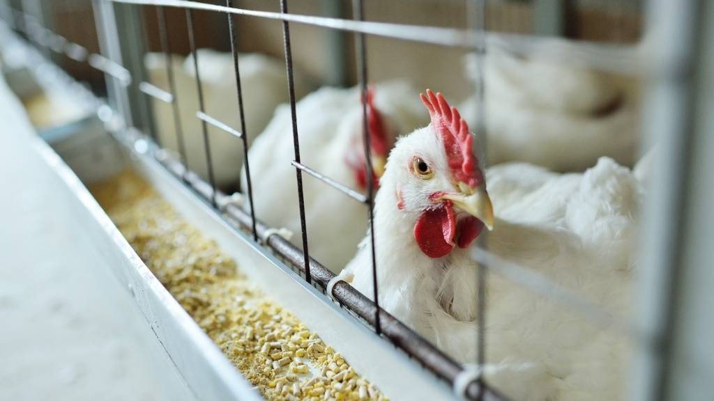 Banks to give cheaper loans to poultry farmers in Guyana
