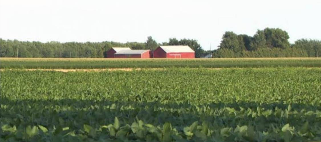 Jamaican migrant workers sent back from Ontario farm after exposing conditions