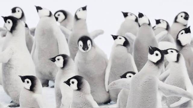 Thousands of penguins die in Antarctic over climate change ice breakup