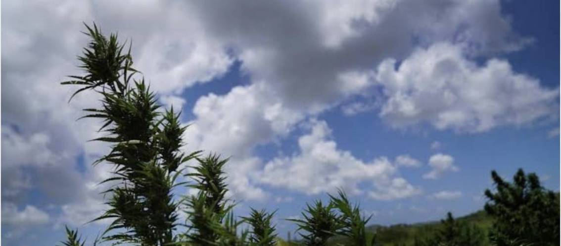 Bahamas introduces bills to legalize marijuana for medical and religious purposes