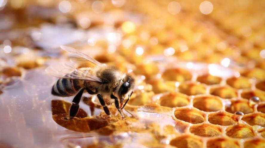 Guyana to get Cuban help in developing honey sector