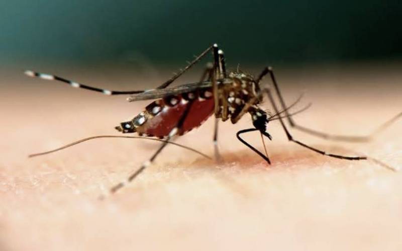 Child dies from dengue amid outbreak in The Bahamas