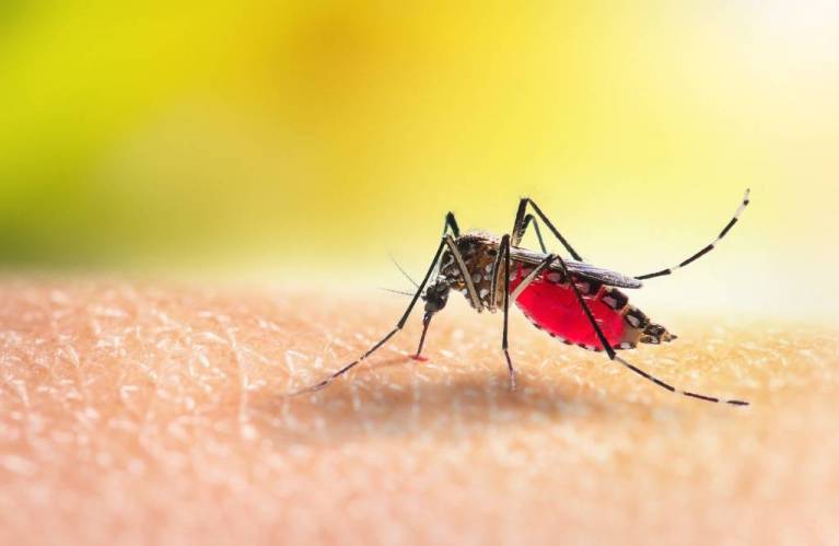 Dengue fever cases present in St Vincent and the Grenadines