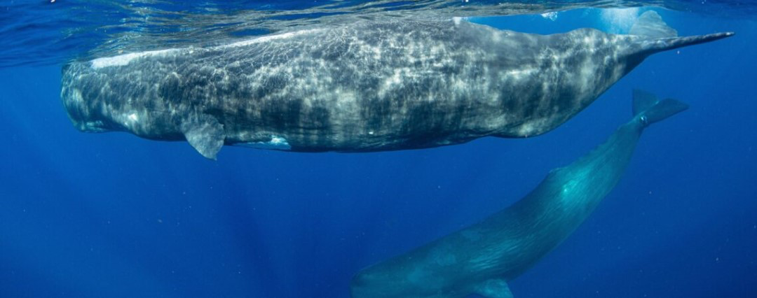 GOVERNMENT TO ESTABLISH FIRST EVER SPERM WHALE RESERVE